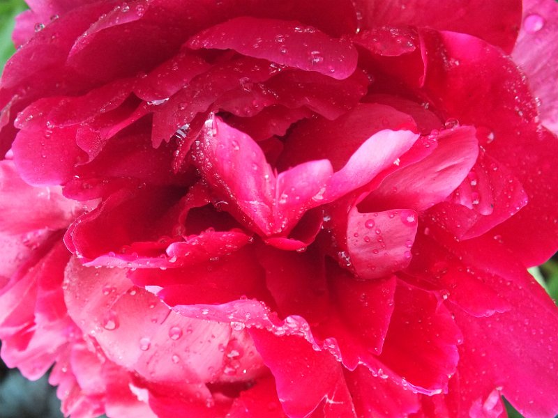 peony14 (22)